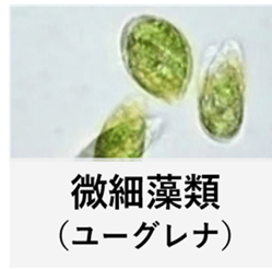 微細藻類